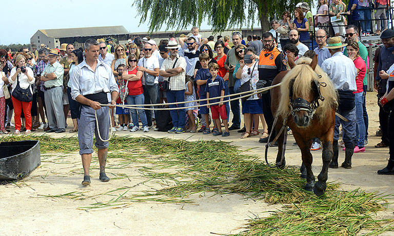 fiesta siega carrroja, arroz, albufera, puerto catarroja